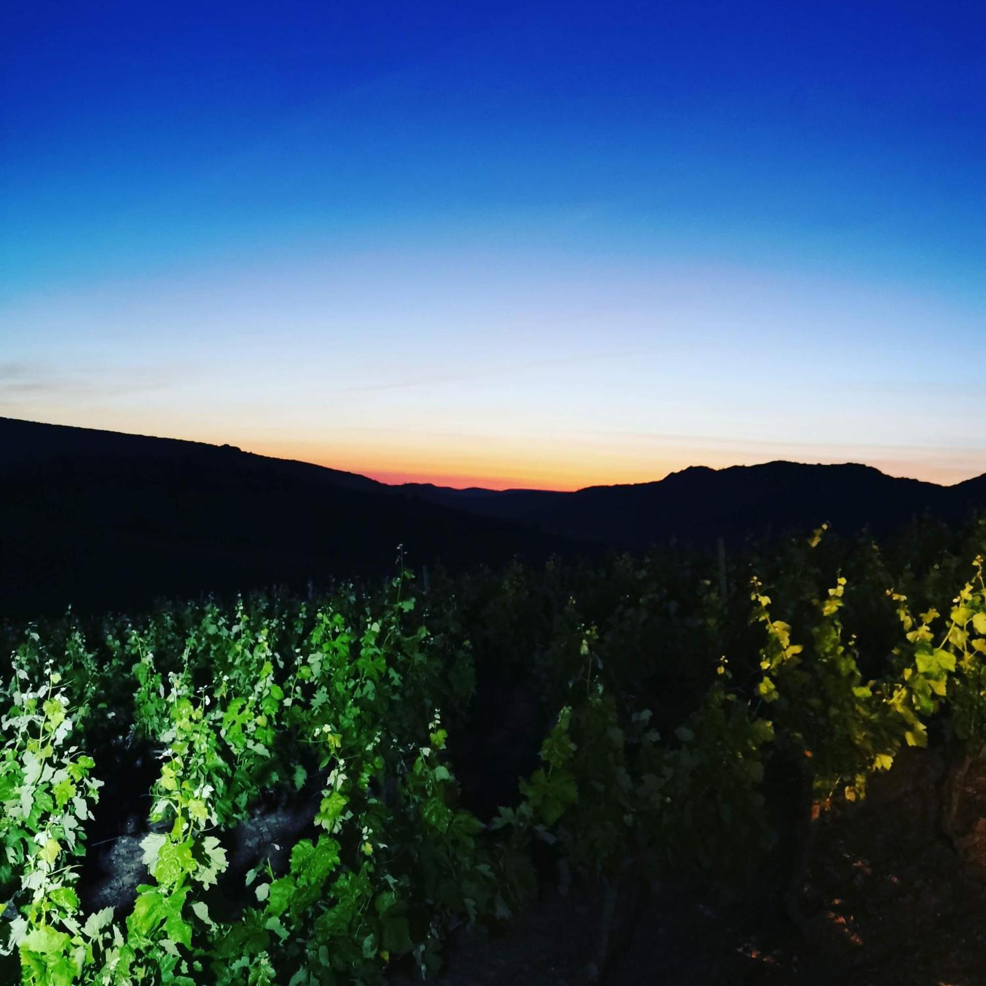 Mas Montluzia Bed & Breakfast Cascastel-des-Corbières Екстериор снимка